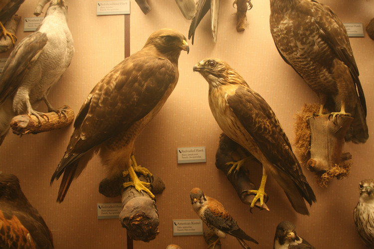 Hall Of Birds LA Natural History Museum