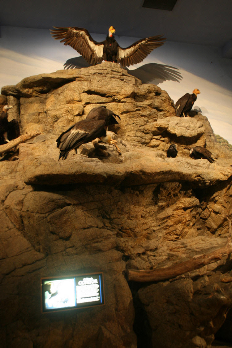 Hall Of Birds LA Natural History Museum