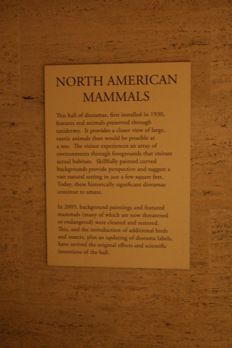 Hall Of North American Mamals