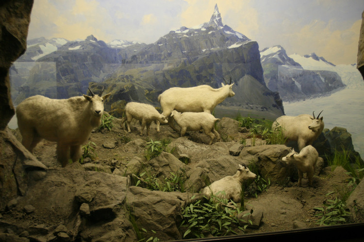 Hall Of North American Mamals