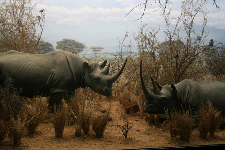 LA Natural History Museum