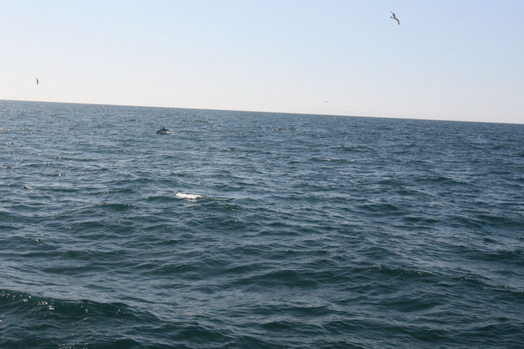 Dana Point Whale Watch 3/14/2010