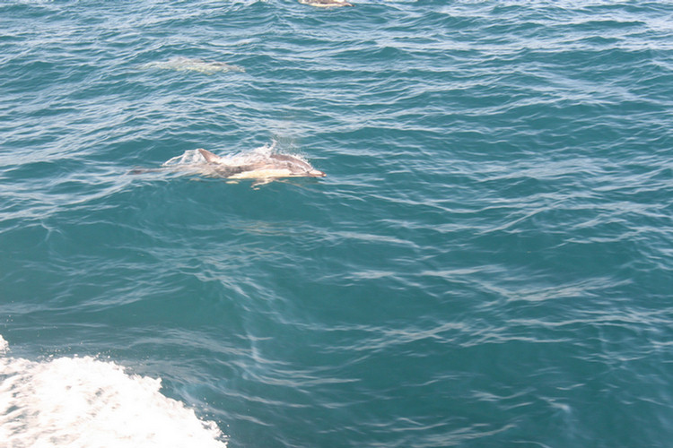 Dana Point Whale Watch 3/14/2010