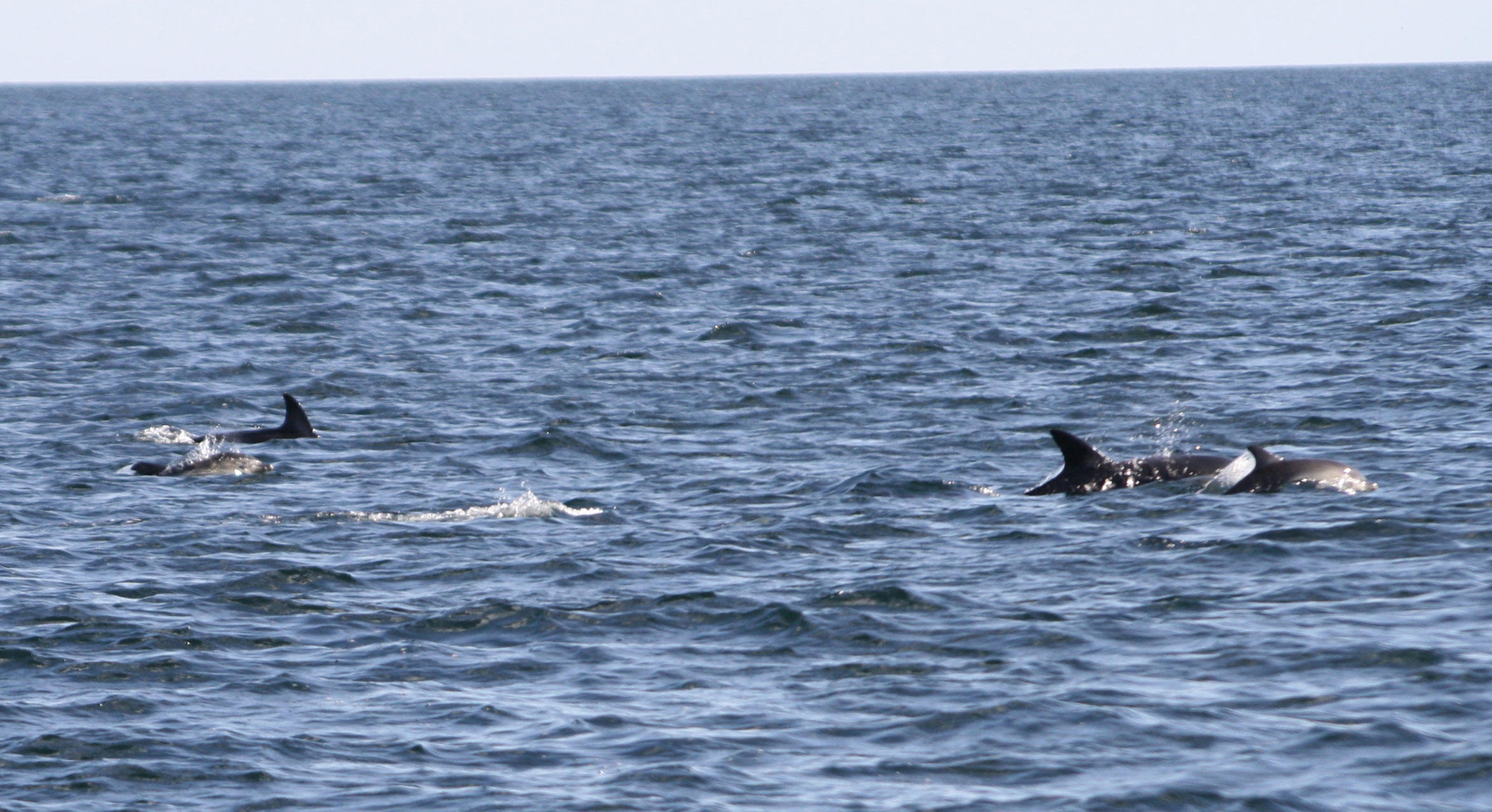 common porpoise