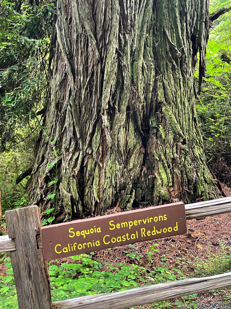 Day 7 Redwoods