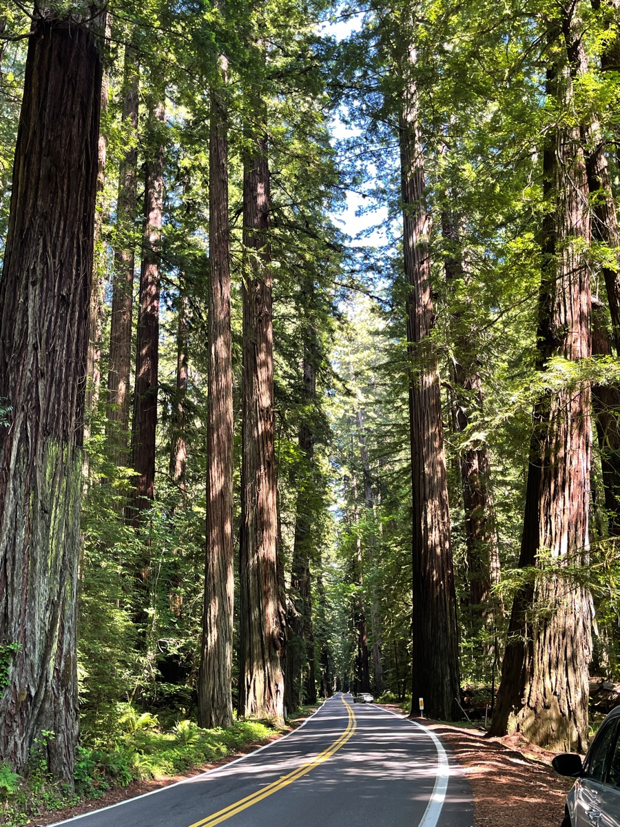 Day 7 Redwoods