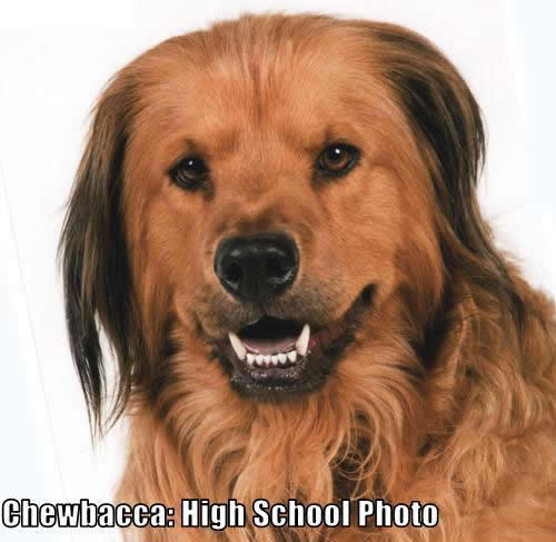 High School Chewbacca