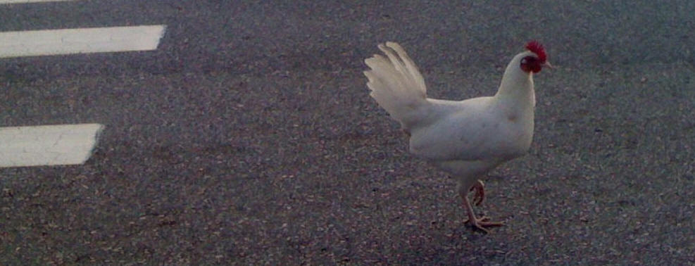 Why did the chicken cross the road?