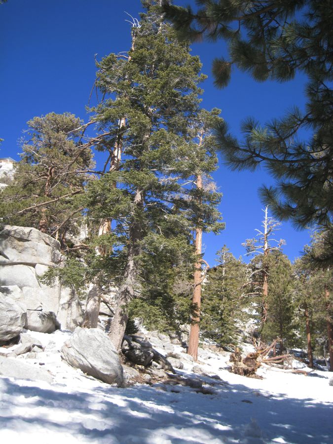 Aerial Tramway with Bunny 3/9/2011