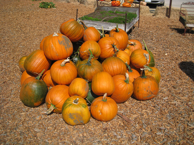 Visiting Diane, 2008 Tomatofest