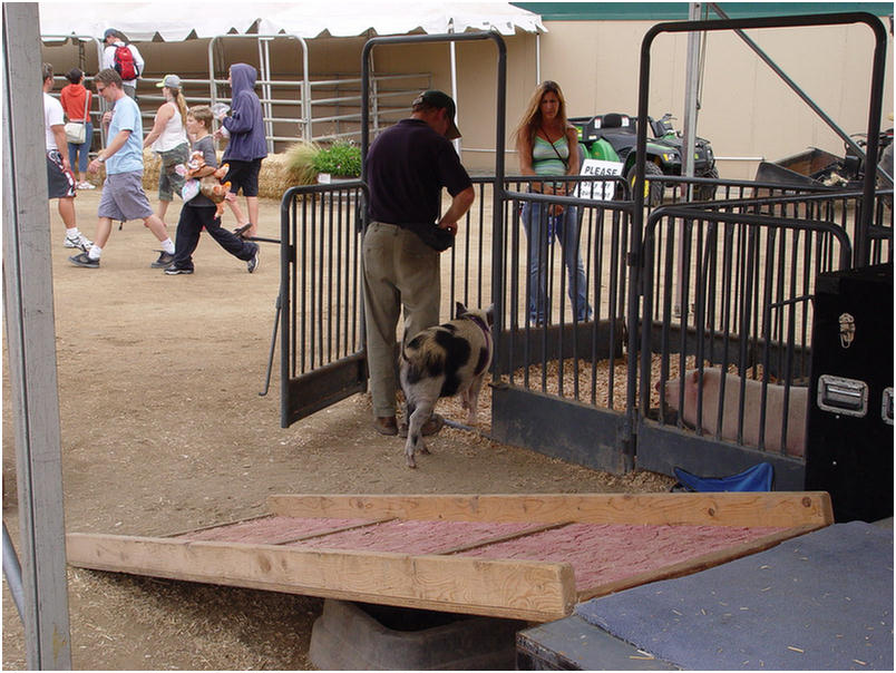 San Diego County Fair 2005