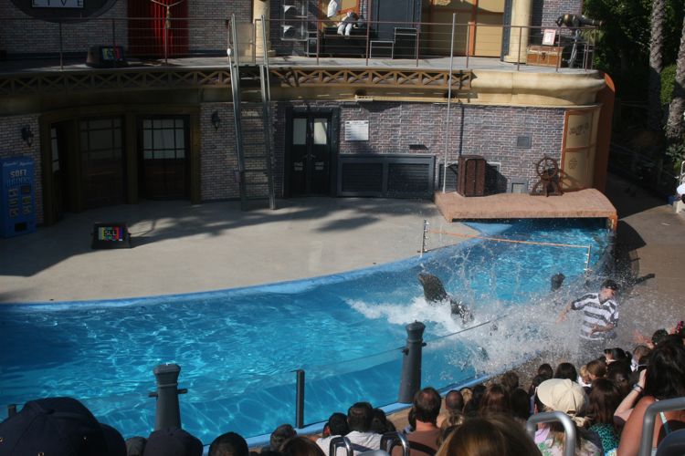 Sea Lion Show