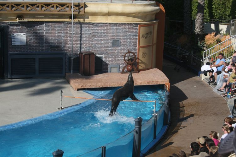 Sea Lion Show