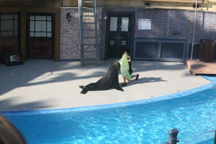 Sea Lion Show