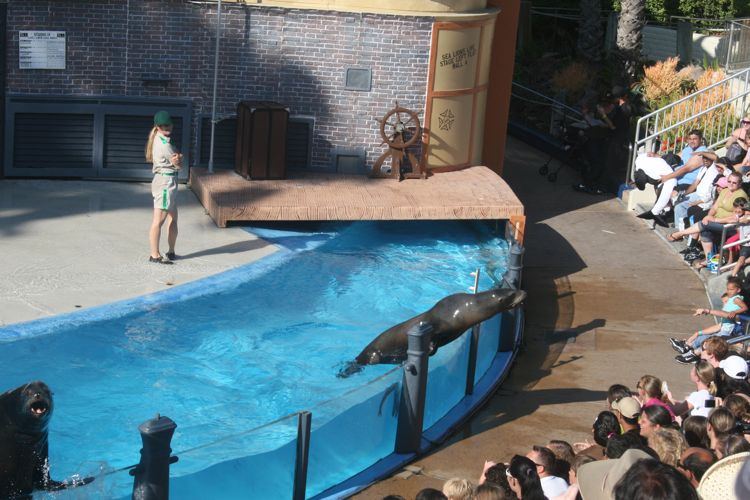 Sea Lion Show