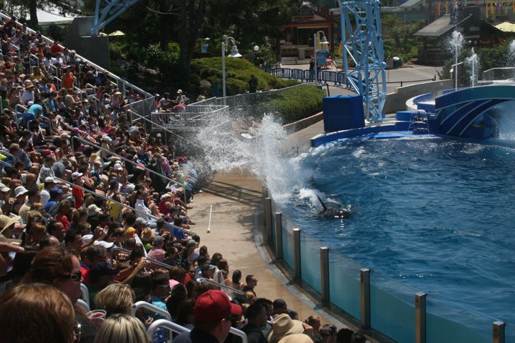 Sea World August 2010 Dophins