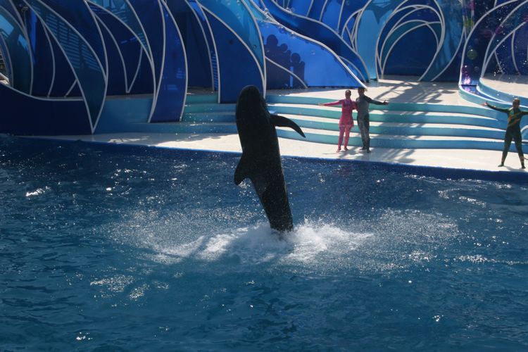 Sea World August 2010 Dophins