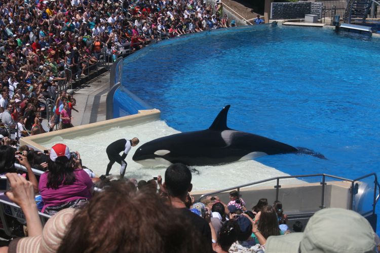 Shamu Show Augut 2010