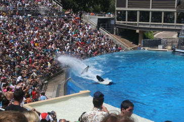 Shamu Show Augut 2010