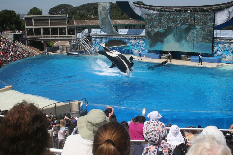 Shamu Show Augut 2010