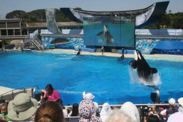 Shamu Show Augut 2010