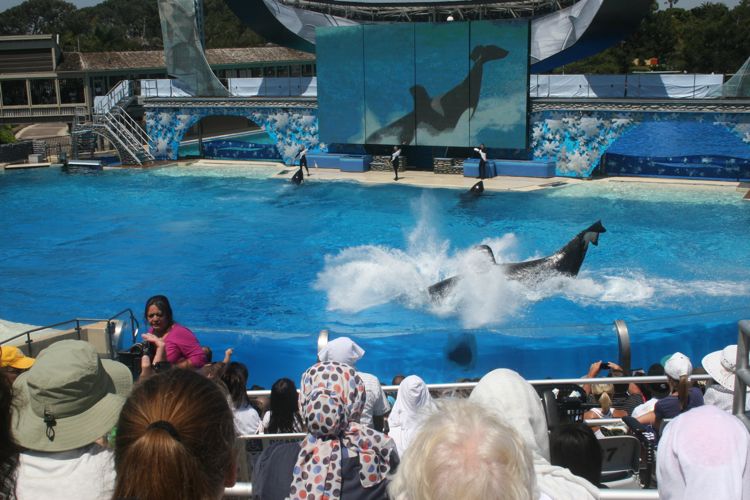 Shamu Show Augut 2010