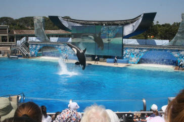 Shamu Show Augut 2010