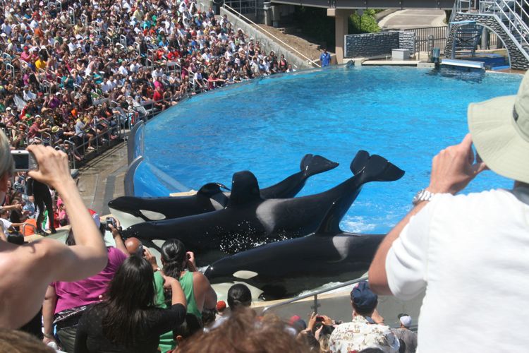 Shamu Show Augut 2010