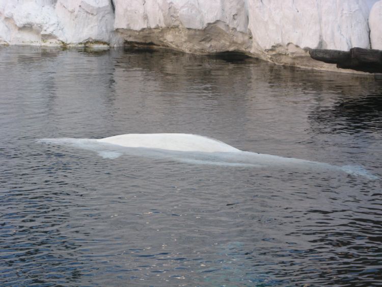 Sharks, Arctic, and Pets