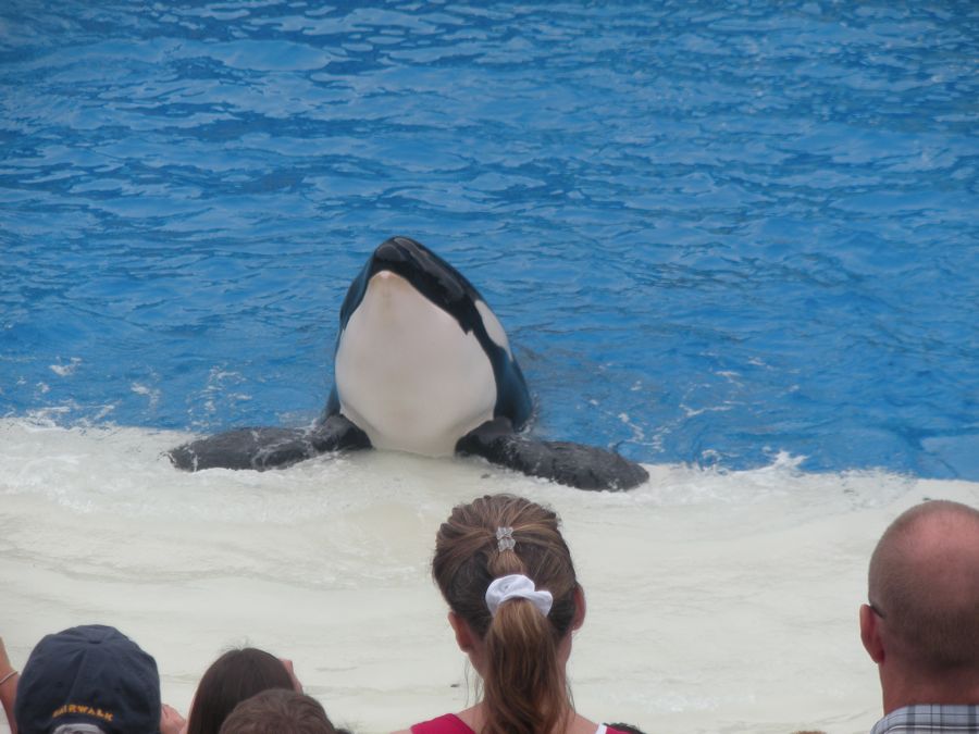 Jon and Sara  go to Sea World 2011 then dine with Pete and Lisa