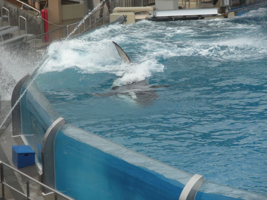 Jon and Sara  go to Sea World 2011 then dine with Pete and Lisa