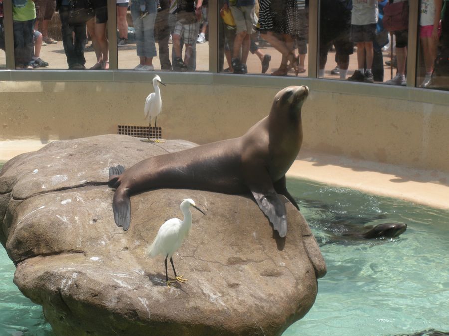 Jon and Sara  go to Sea World 2011 then dine with Pete and Lisa