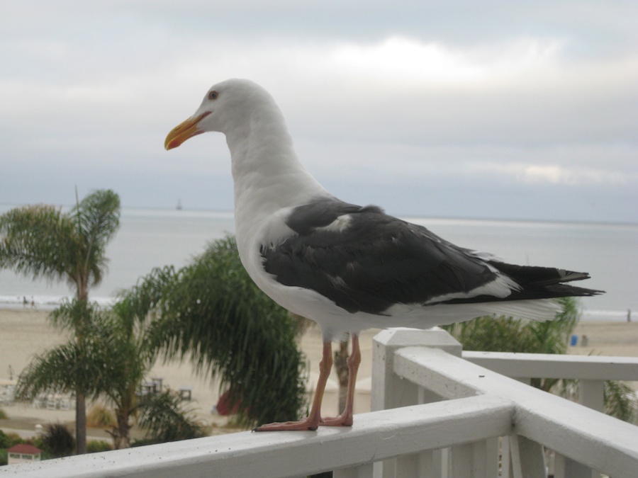 A visit to the Hotel Del Coronado July 2014