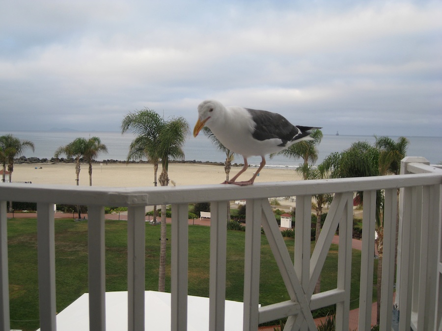 A visit to the Hotel Del Coronado July 2014