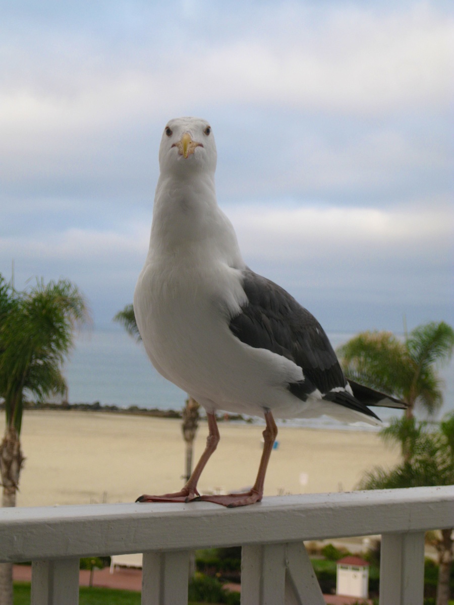 A visit to the Hotel Del Coronado July 2014