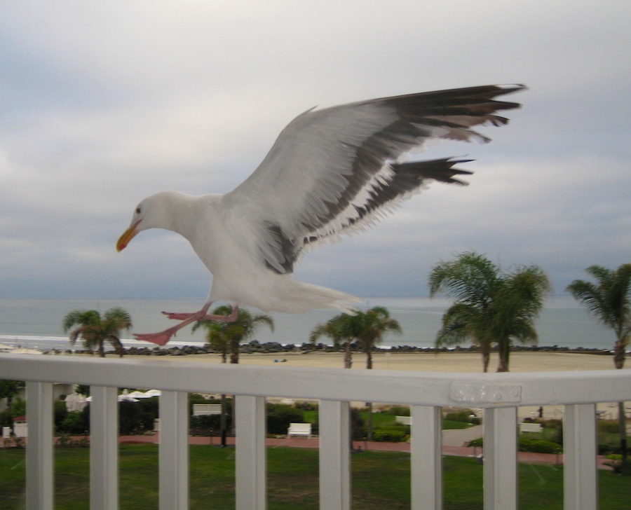 A visit to the Hotel Del Coronado July 2014