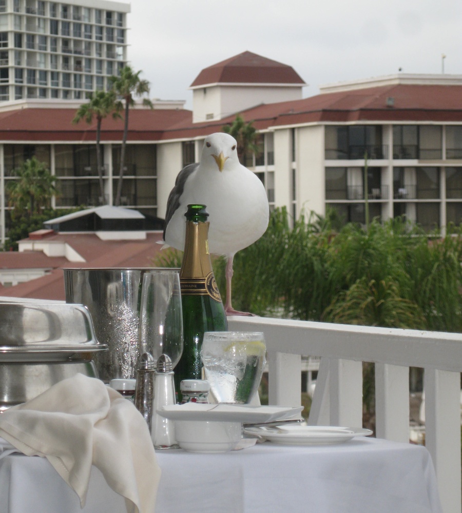 A visit to the Hotel Del Coronado July 2014