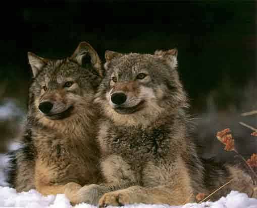 Wolves