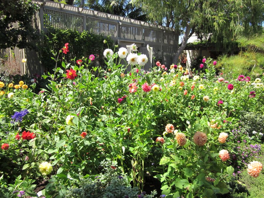 Sherman Gardens with Bunnaford August 2011