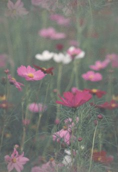 Gardening backgrounds