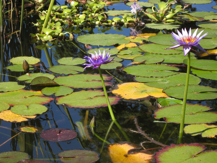 San Juan Capistrano 2009