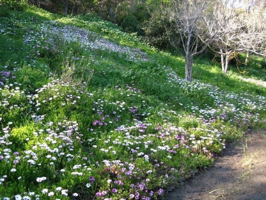 South Coast Botanic Garden March 2010