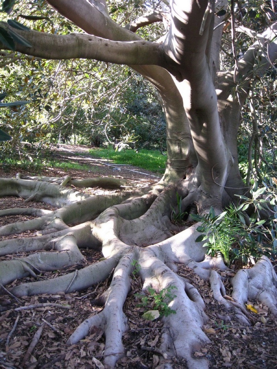 South Coast Botanic Garden March 2010