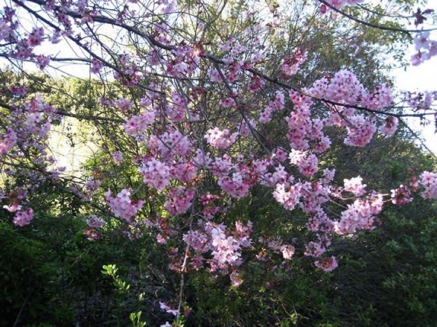 South Coast Botanic Garden March 2010