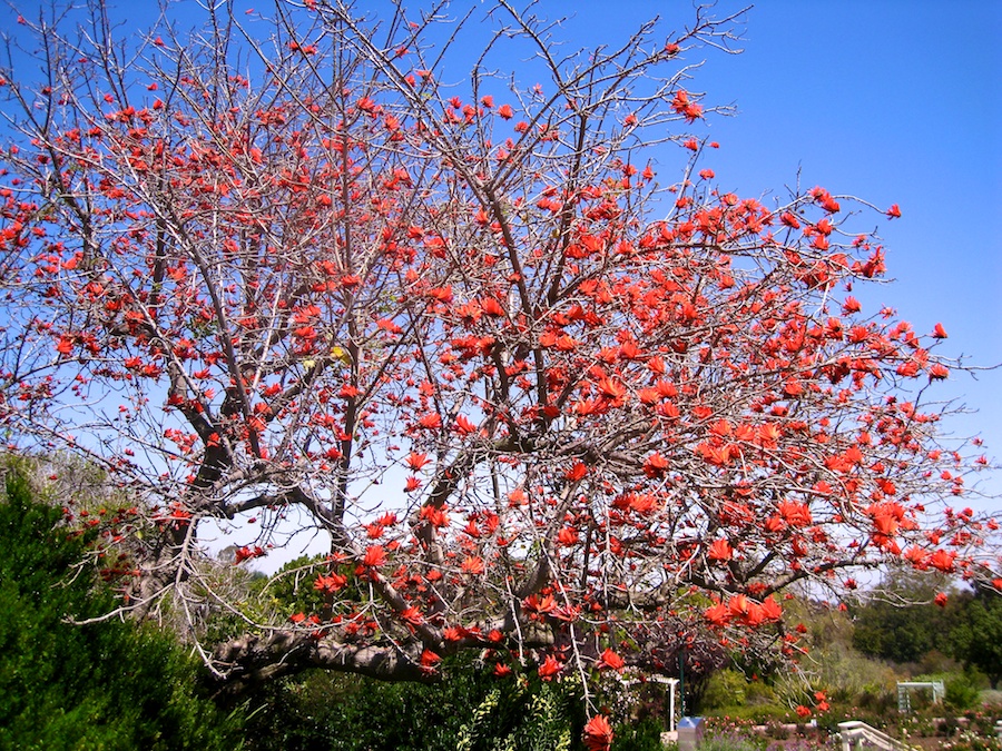 South Coast Botanic Garden April 2012