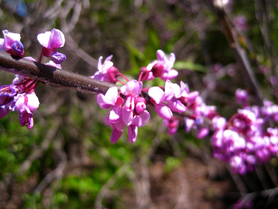 South Coast Botanic Garden April 2012