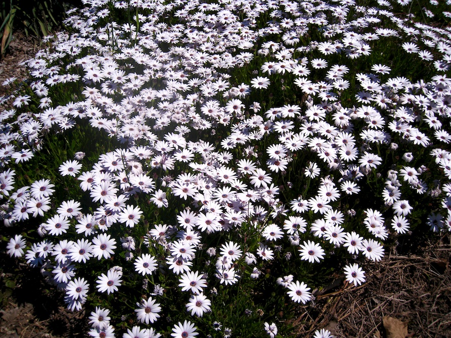 South Coast Botanic Garden April 2012