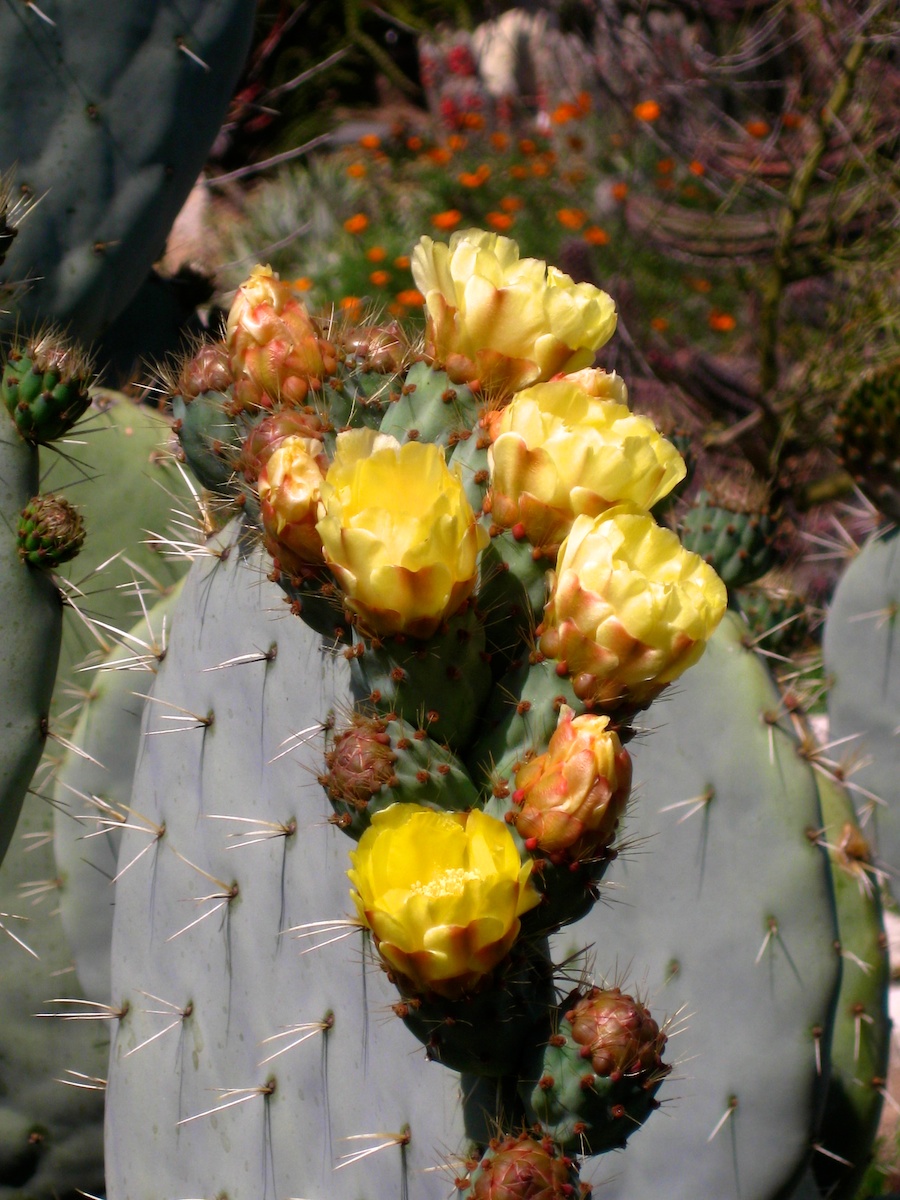 South Coast Botanic Garden April 2012