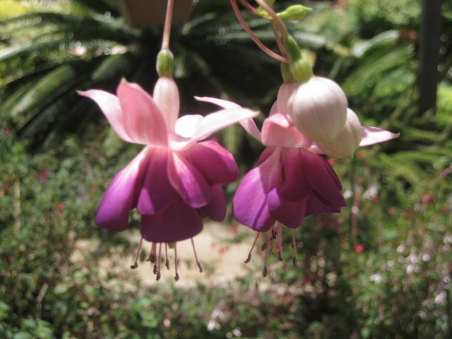 Visiting the South Coast Botanical Garden June 3rd 2015