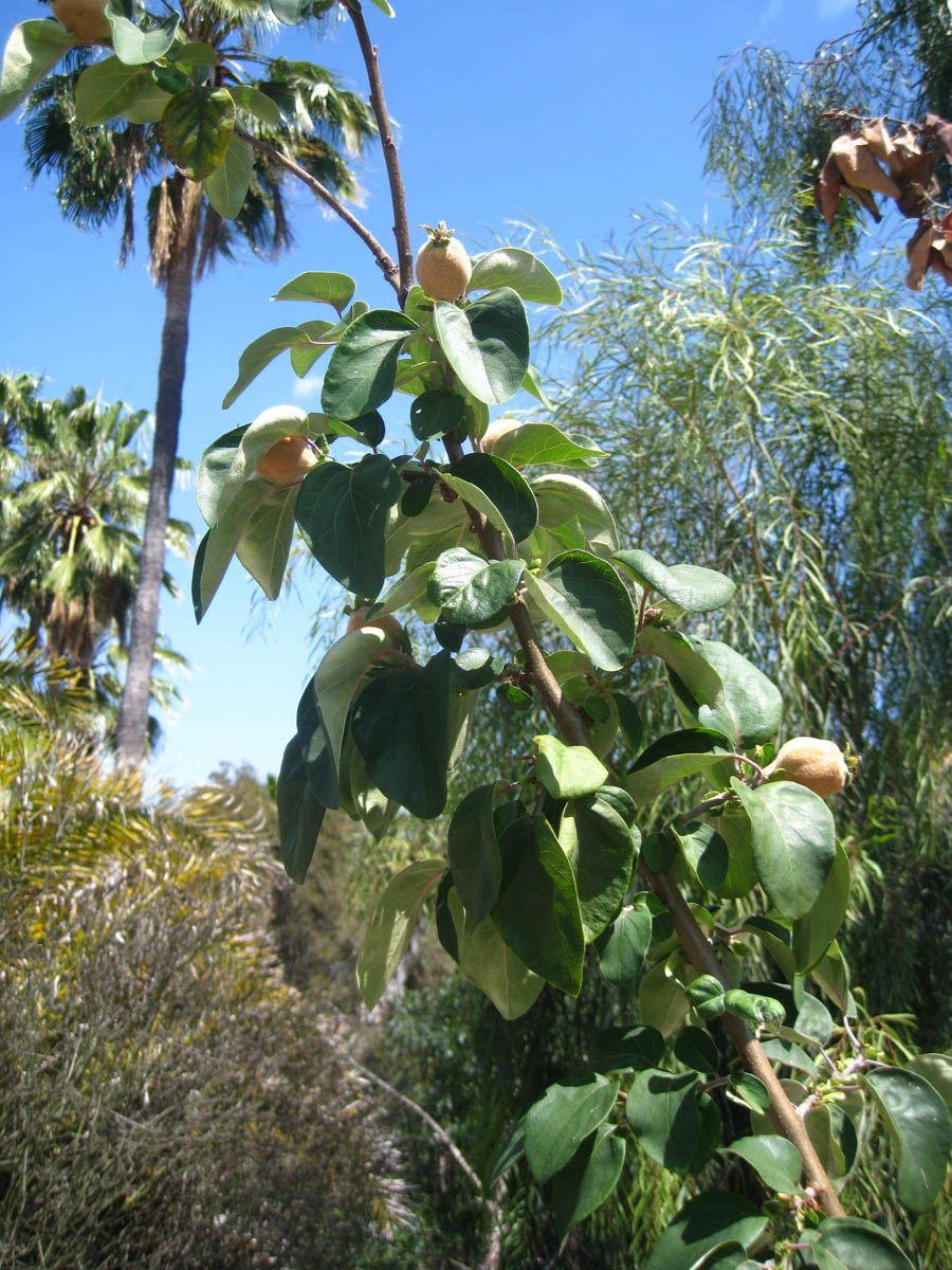 Visiting the South Coast Botanical Garden June 3rd 2015